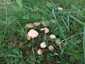 Mezei szegfűgomba (Marasmius oreades), Budai-hegység